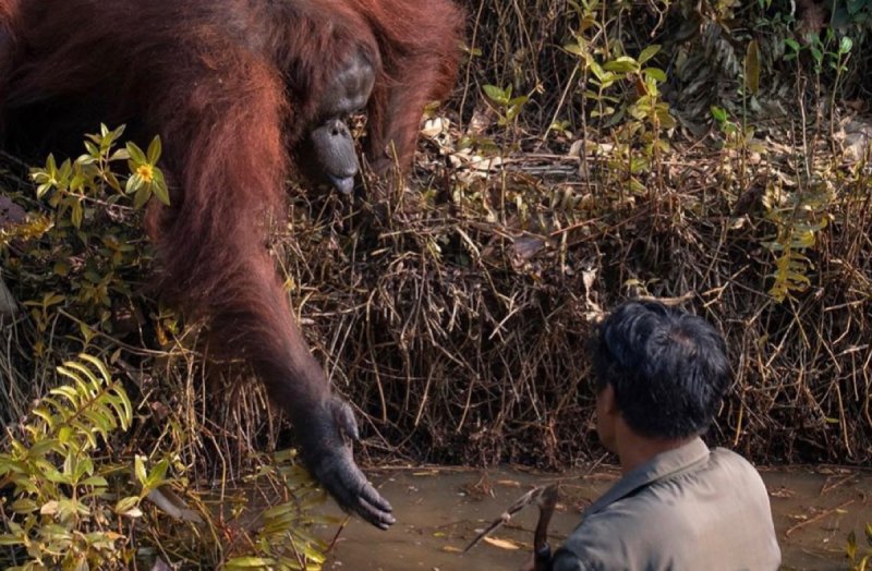 Orangután salva a hombre que se encontraba en aguas llenas de serpientes. y