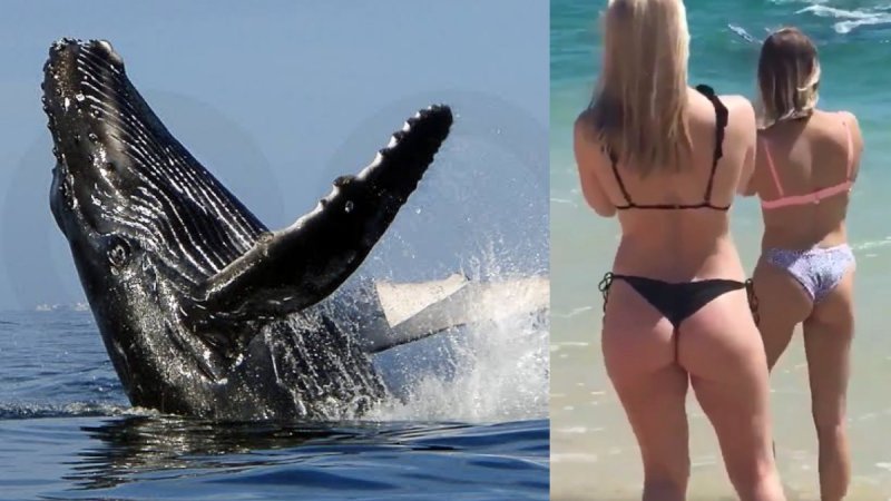 Turista graba a ballena en la orilla de la playa y aprovecha para grabar a chicas en tanga. (VIDEO)