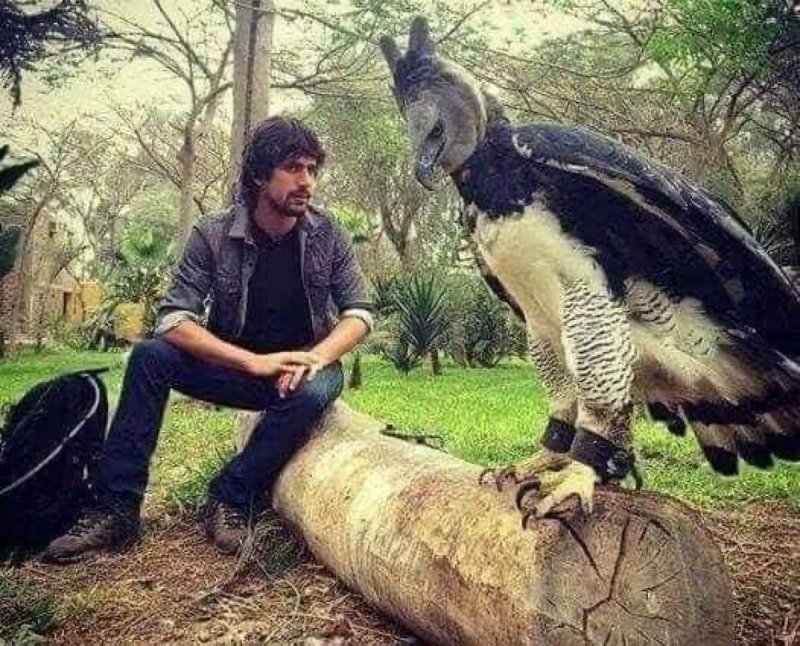 La impresionante águila arpía que asusta con su enorme tamaño y