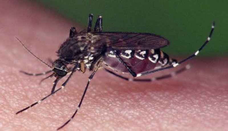 Detectan en México al “mosco negro” que transmite virus mortal. 