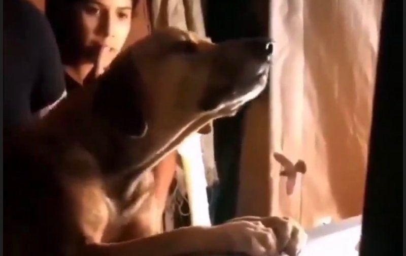 Perrito llora frente a ataúd de su amo, se niega a dejarlo ir. (VIDEO) y