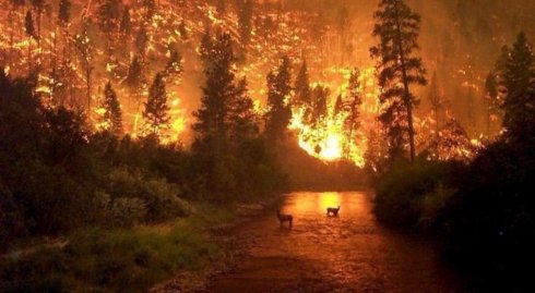 Más de 38 mil incendios están desapareciendo la Amazonia. 