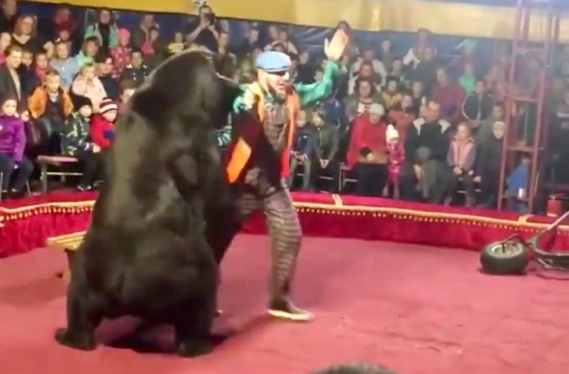 VIDEO fuerte: Oso ataca a su domador frente a cientos de niños en un circo