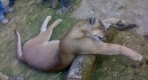Pobladores del EDOMEX atrapan un Puma en peligro de extinción, lo desollan y lo exhiben en redes