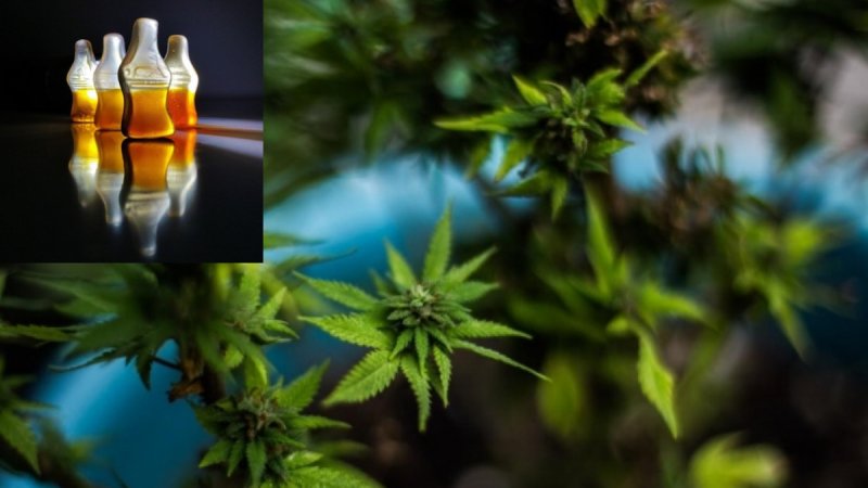 Alerta Secretaría de Salud riesgo por comercialización de “gomitas” con Cannabis 