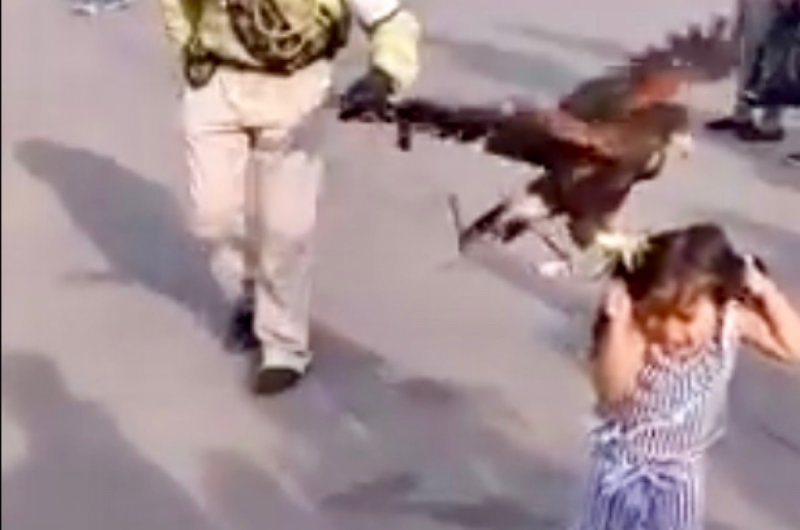 Águila intenta cazar a una niña en pleno Zócalo de la CDMX. (VIDEO)y