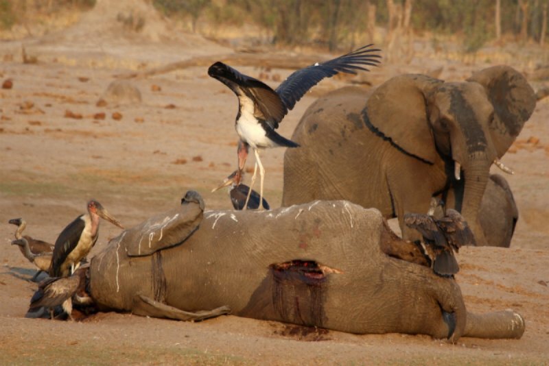 Por sequía, más de 200 elefantes mueren en Zimbabue.