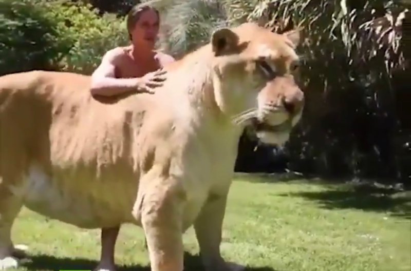 Captan en video al León más grande en la historia. (VIDEO)y