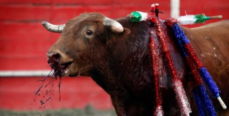Diputados van por la prohibición de corridas de toros y palenques. 