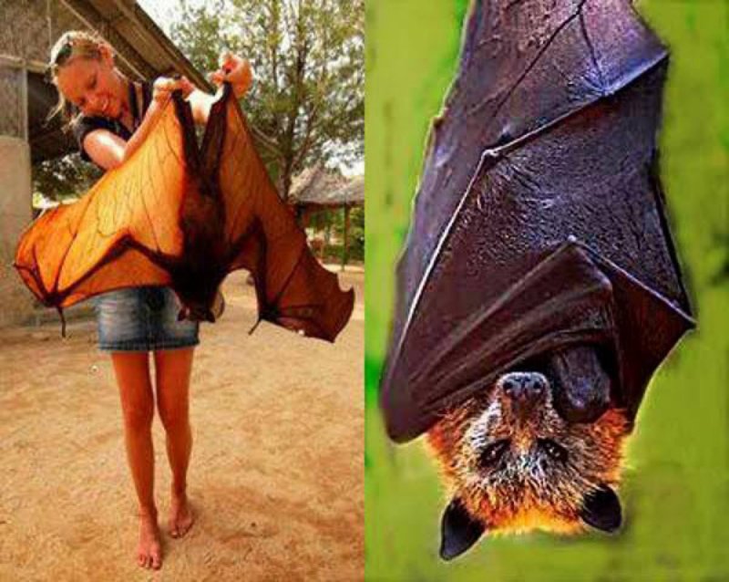 Especie de murciélago GIGANTE se VIRALIZA y sorprende en redes socialesy