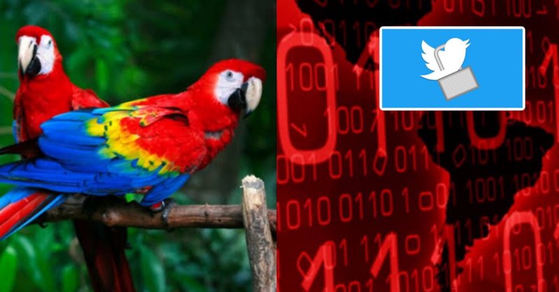 Hackers de Guacamaya informan que no tienen redes sociales y se deslindan de una en Twitter