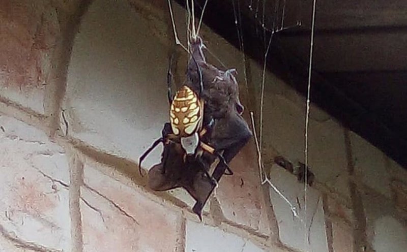 Captan a araña gigante devorando a un murciélago en su enorme telaraña. 