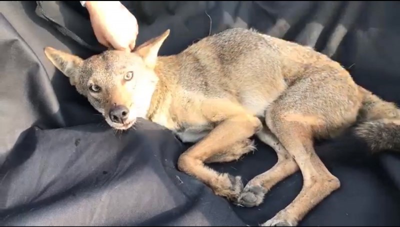 Lleva al veterinario a un perrito que cojeaba por las calles y resultó siendo un coyote 
