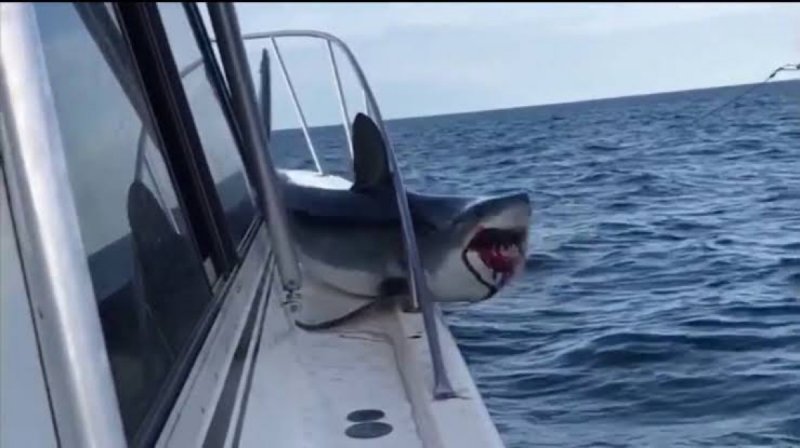 Tiburón salta a un barco, agarra a un niño y se lo lleva al mary