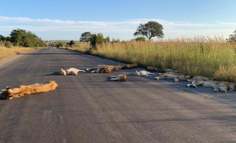 Ante cuarentena, manada de leones se tira a descansar en carretera y sorprende al mundo