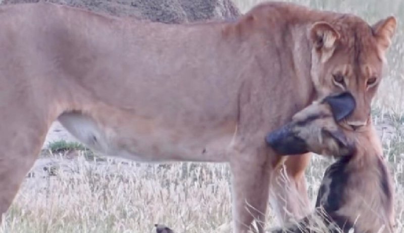 Perrito salvaje engaña a leona y salva su vida de manera increíble. (VIDEO)y
