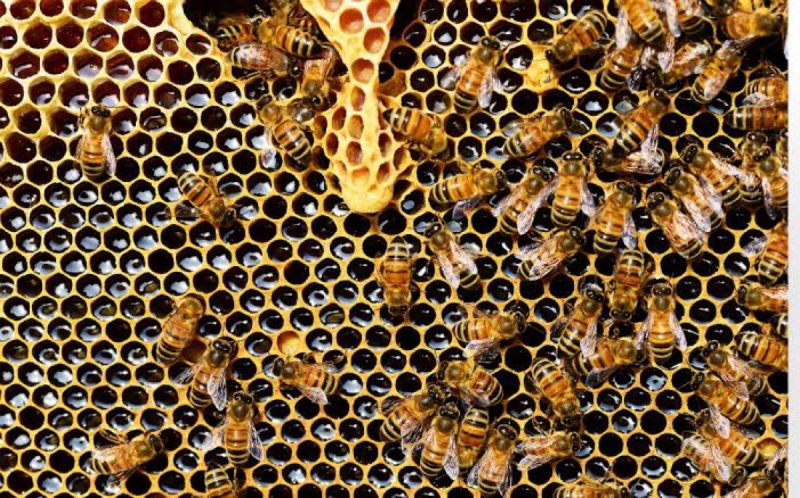 Propóleo de abejas sería auxiliar en prevención y tratamiento de covid: investigación de UNAM
