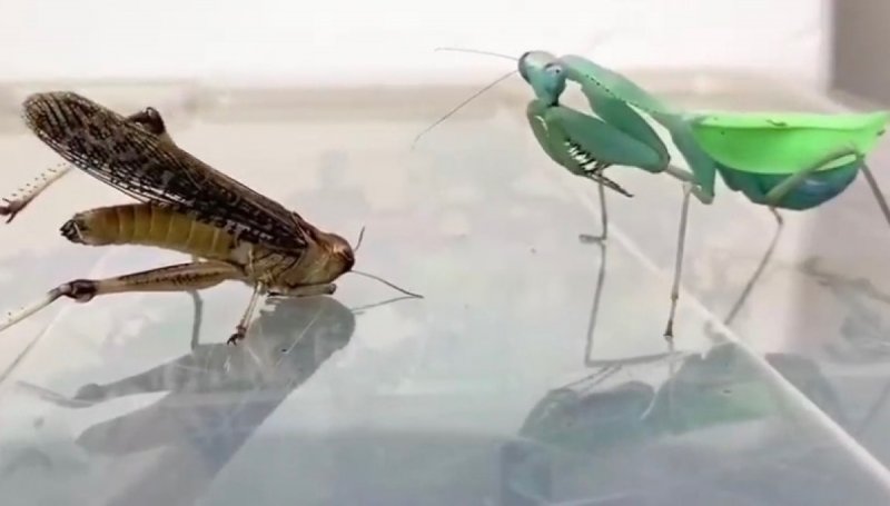 VIDEO: Mantis Religiosa se come una langosta completa y se queda con latidos en la panza y