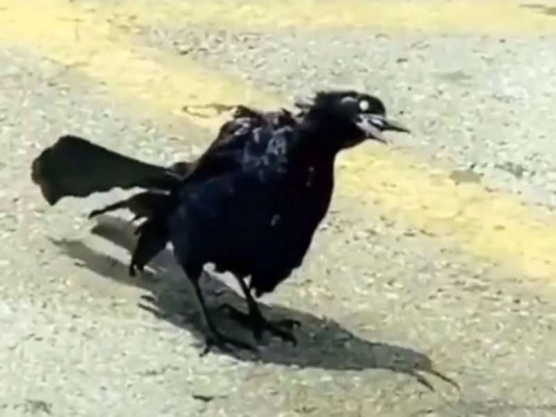 Pájaro ZOMBIE sorprende y causa miedo su VIDEO en redes y