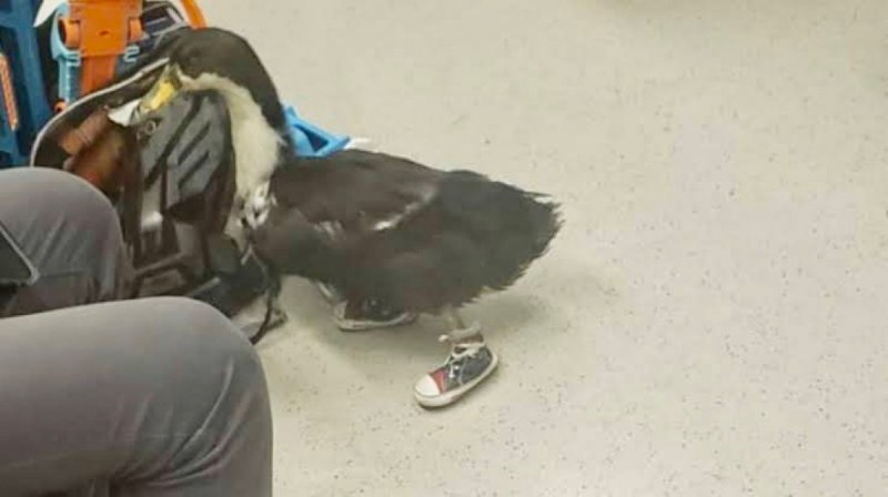 Enternece niño que sacó a pasear a su pato en el Metro con zapatos para que no se lastime