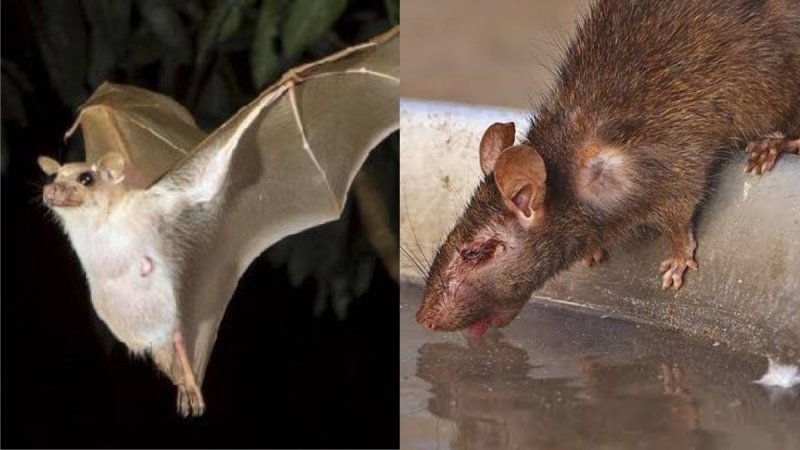 Más del 70% de los murciélagos y el 55% de las ratas para consumo tienen algún coronavirus