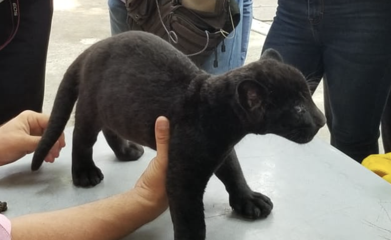 Internet se vuelve loco con esta cría de Jaguar en Zoo de Culiacán. 