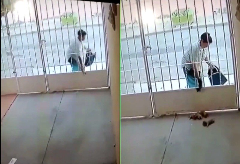 Video de una mujer tirando cachorros en un domicilio causa indignación en redesy