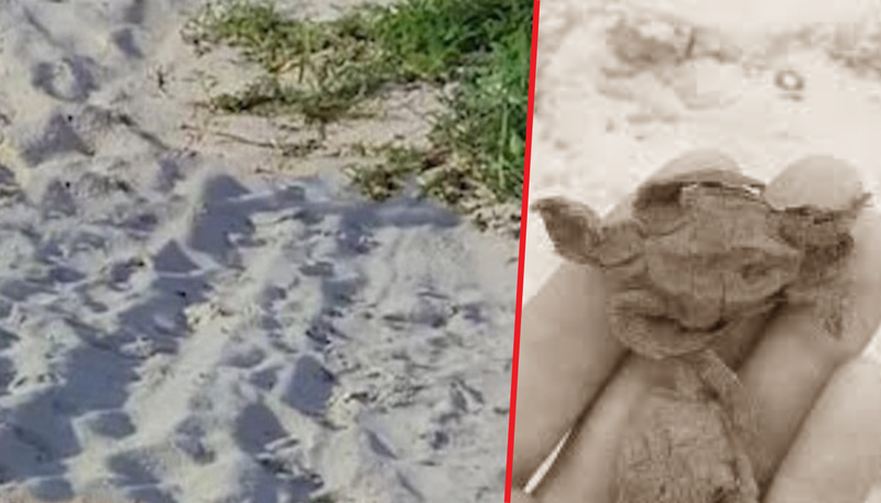 (VIDEO) Tortugas bebes mueren al ser aplastadas por vehículos en playas de Yucatán.