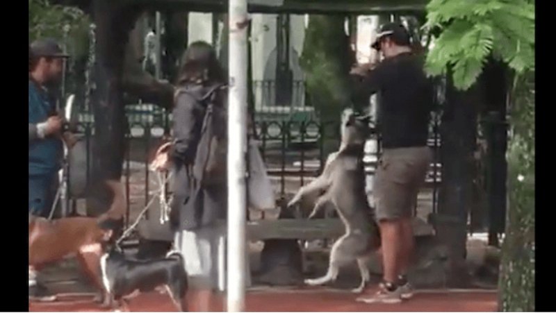 VIDEO FUERTE: Detienen a entrenador de perros por ahorcar a Husky en Parque México.