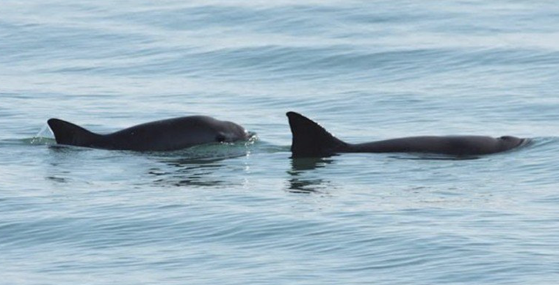 ¡Vaquita Marina no se rinde! Reportan avistamiento de 6 ejemplares cerca de Baja California. 