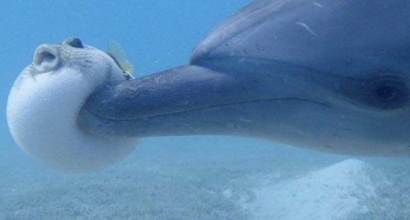 Graban a grupo de delfines drogándose con el veneno de un pez globo. 