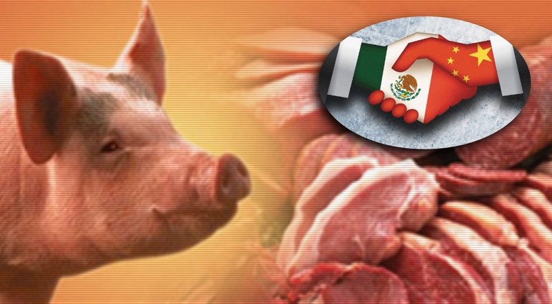 Ante escasez por peste porcina, México prepara exportación de carne de puerco a China. 