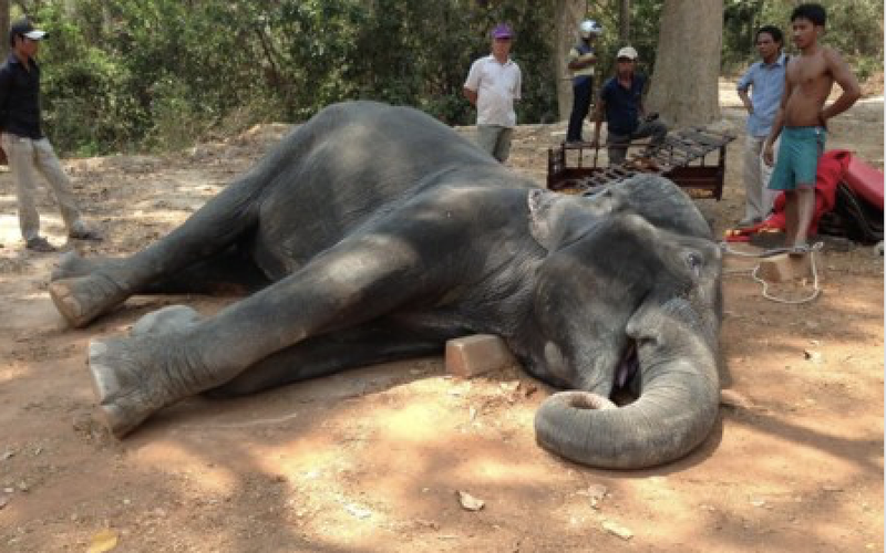 Elefante muere por agotamiento tras ser obligado a cargar a turistas durante varias horas.