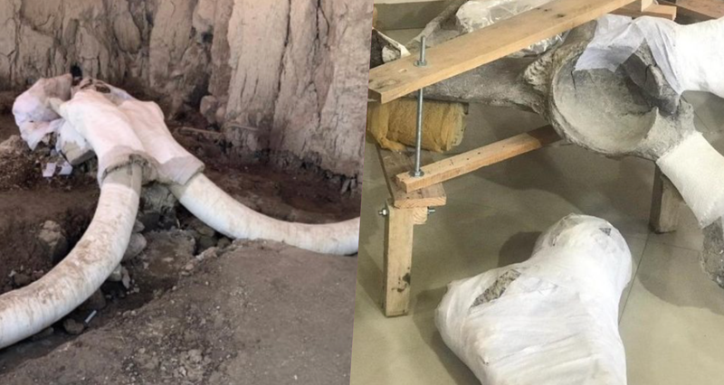 #BREAKING: Encuentran restos de al menos 14 mamuts en Tultepec, Estado de México. 