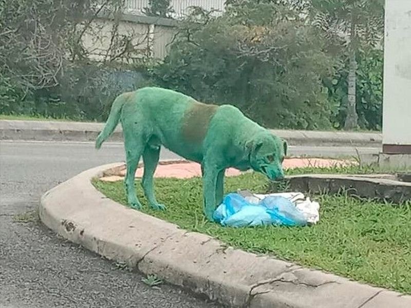 Perro fue pintado de verde y abandonado en medio del frío.