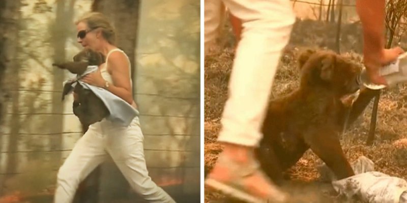 Mujer rescata Koala de morir quemado en incendio forestal.