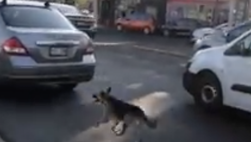 Familia abandona a cachorro sobre Miguel Ángel de Quevedo y el perrito los persigue (VIDEO)