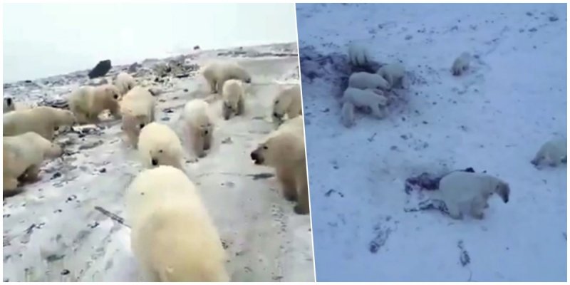 Decenas de osos polares hambrientos invaden aldea en Rusia