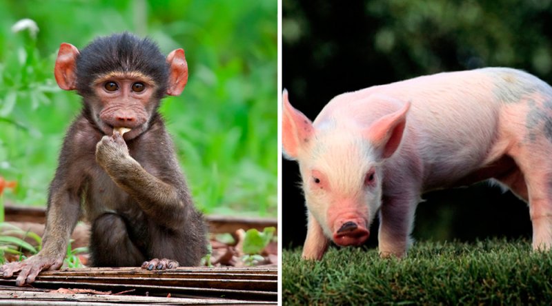 Científicos chinos crean un híbrido entre cerdo y mono