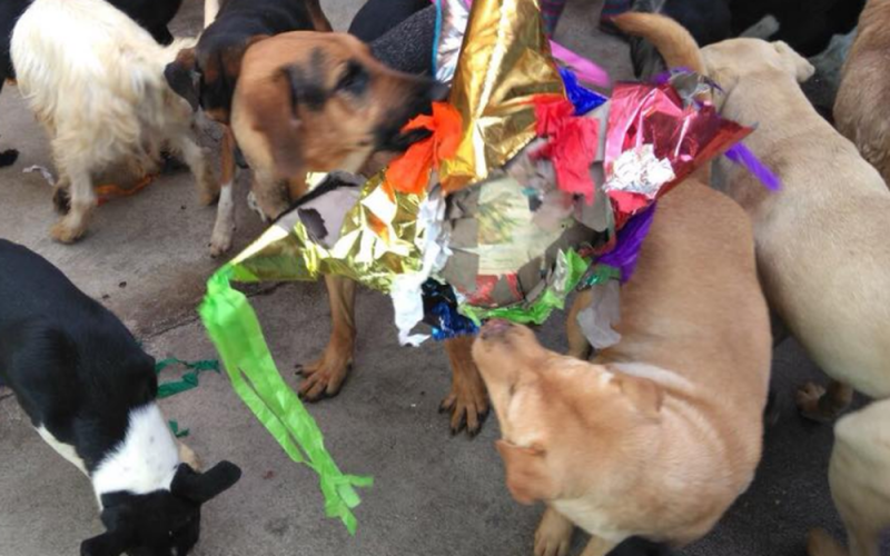 Vecinos hacen posada a perritos callejeros en Tamaulipas; hubo piñatas y comida de lujo