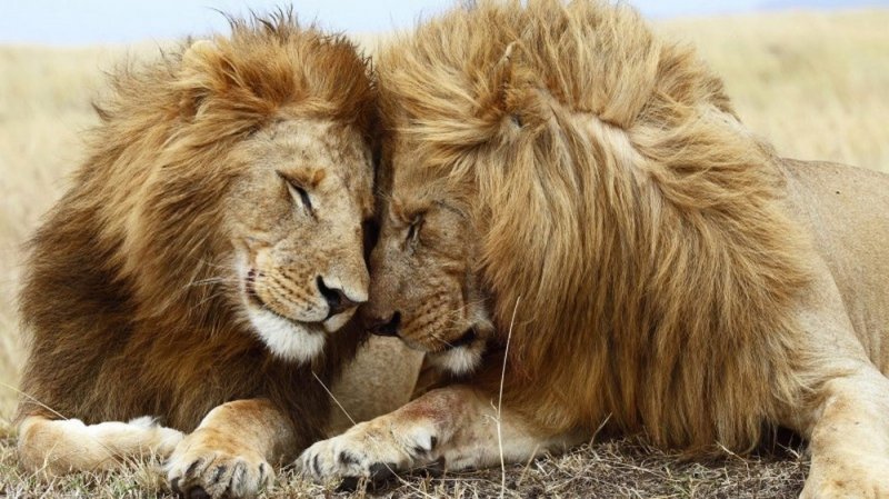 Cazadores envenenan y mutilan a 8 leones en Sudáfrica