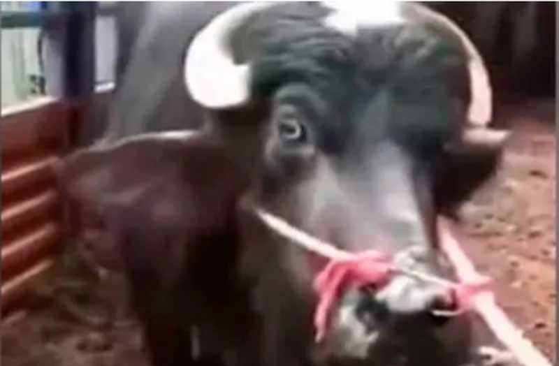Vaca se arrodilla y llora ante empleados del matadero; suplicó por su vida