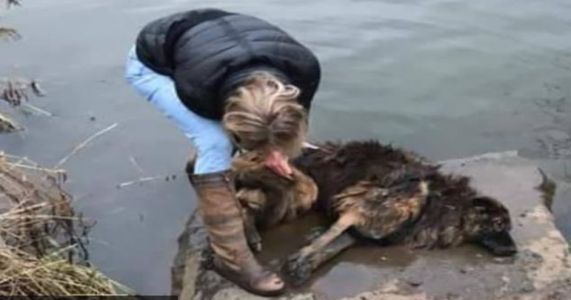 Rescatan con vida a perrita que fue tirada a un río con una piedra amarrada