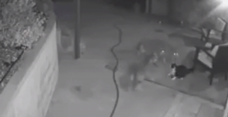 Gato saca las uñas y se enfrenta a tres coyotes para salvar a su dueña (Video)