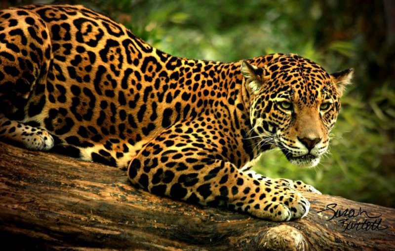 Cazadores furtivos decapitan y le quitan sus garras a jaguar mexicano  