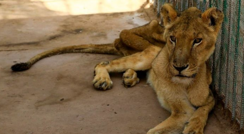 Fallece León desnutrido en zoológico de Sudán