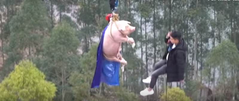 Parque de diversiones se promociona lanzando un cerdo del bungee (VIDEO)