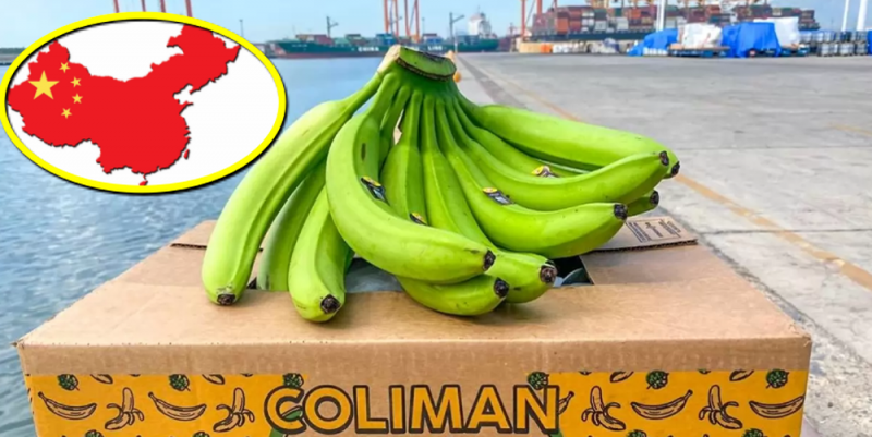 Sale primer embarque de plátano mexicano a China 