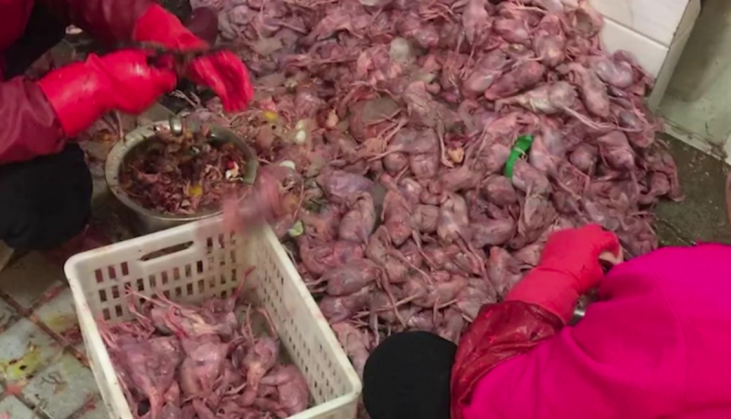 Así guardaban los mariscos en el mercado chino donde surgió el coronavirusy