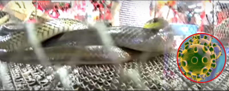 Serpiente china que se vendía en Mercado de Wuhan sería el origen de coronavirus